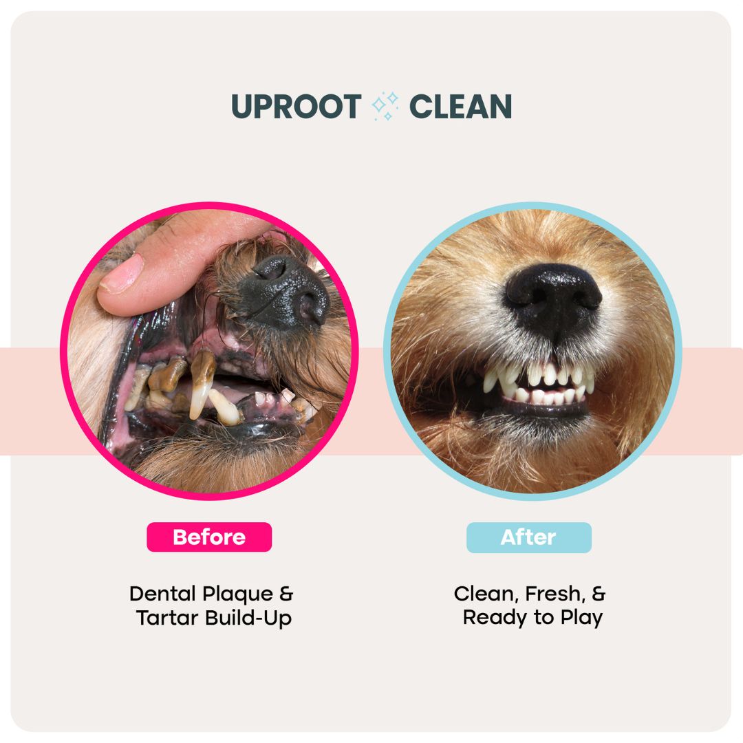 Uproot™ Dental Wipes