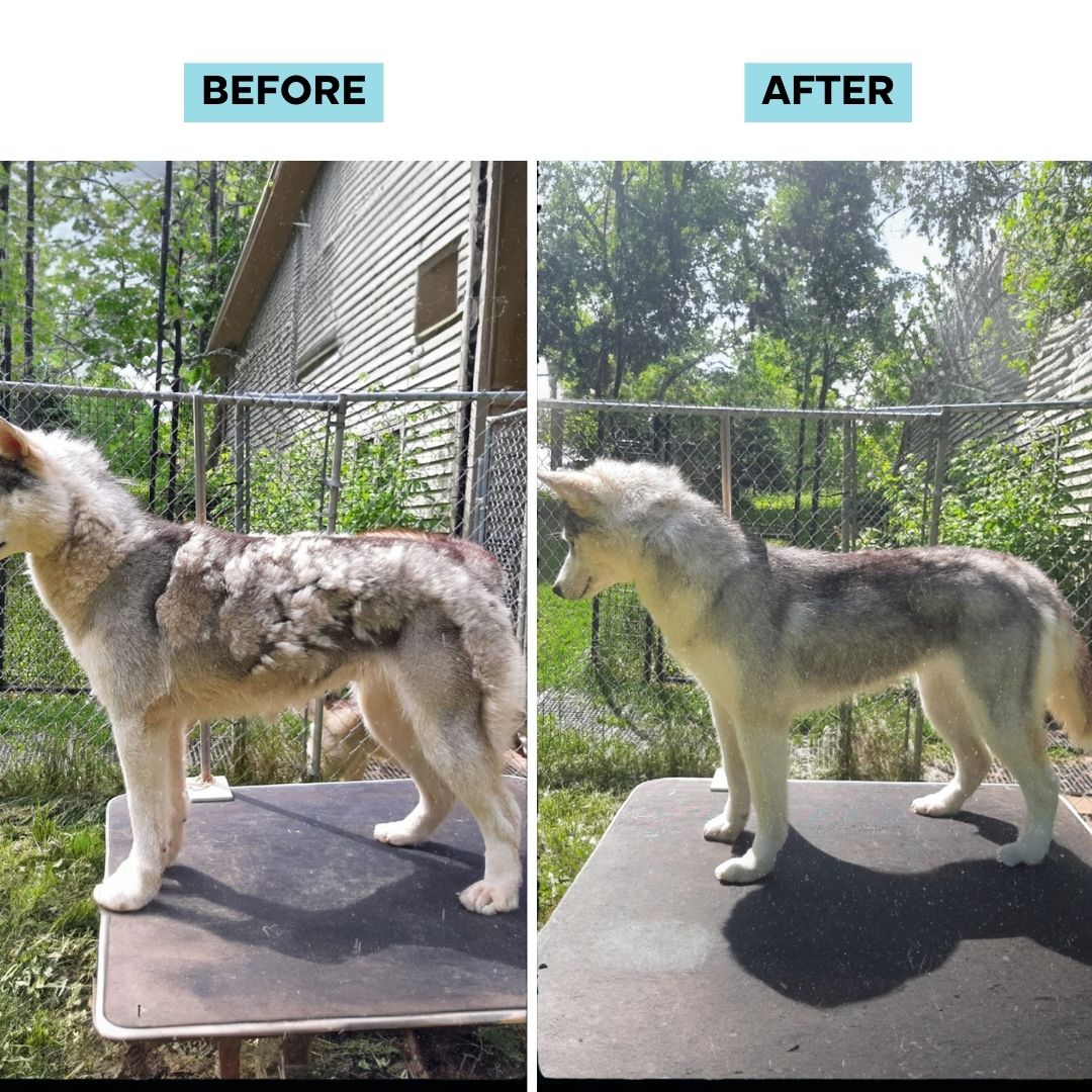 Cordless Grooming Kit (Infl)